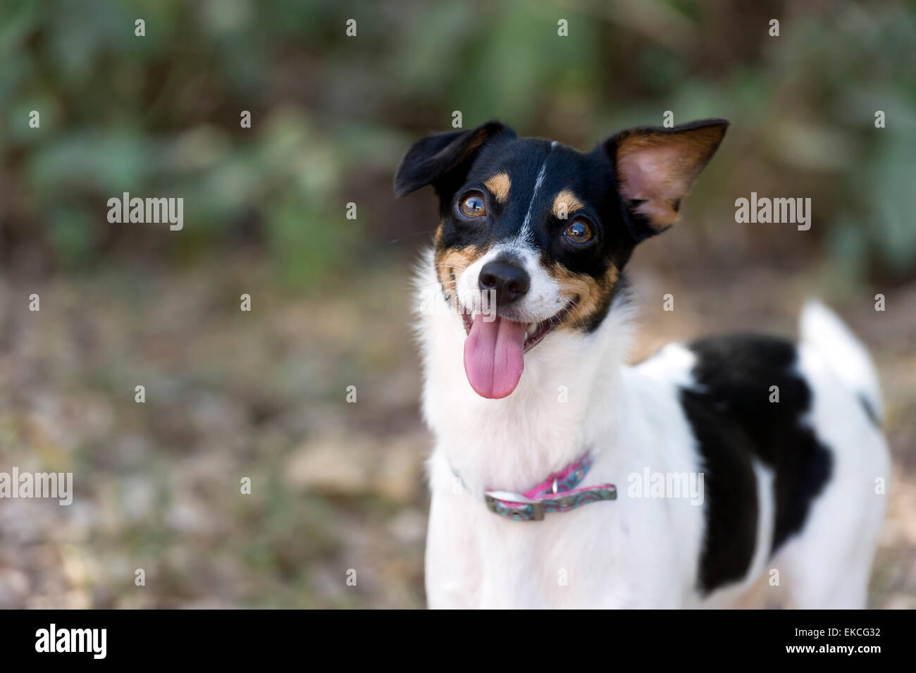 Verrückter neugieriger Hund ist glücklich mit seiner Zunge hängt heraus suchen. Stockfoto