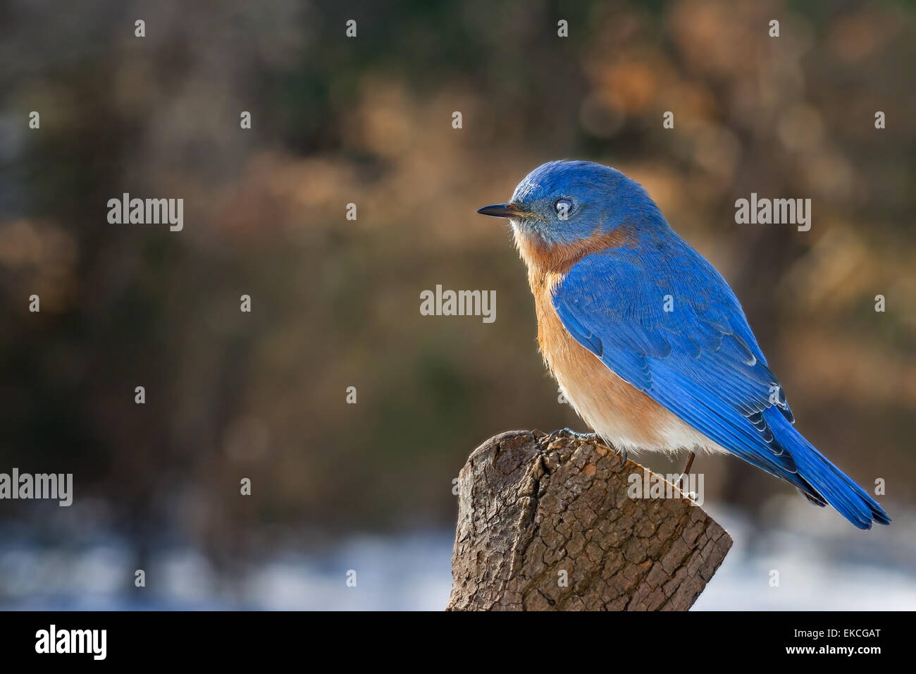 Eine östliche Bluebird thront auf einem Baumstumpf Pinien im Winter. Stockfoto