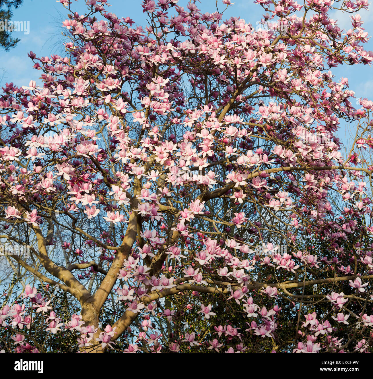 Magnolia Campbellii Baum im Frühling. UK Stockfoto