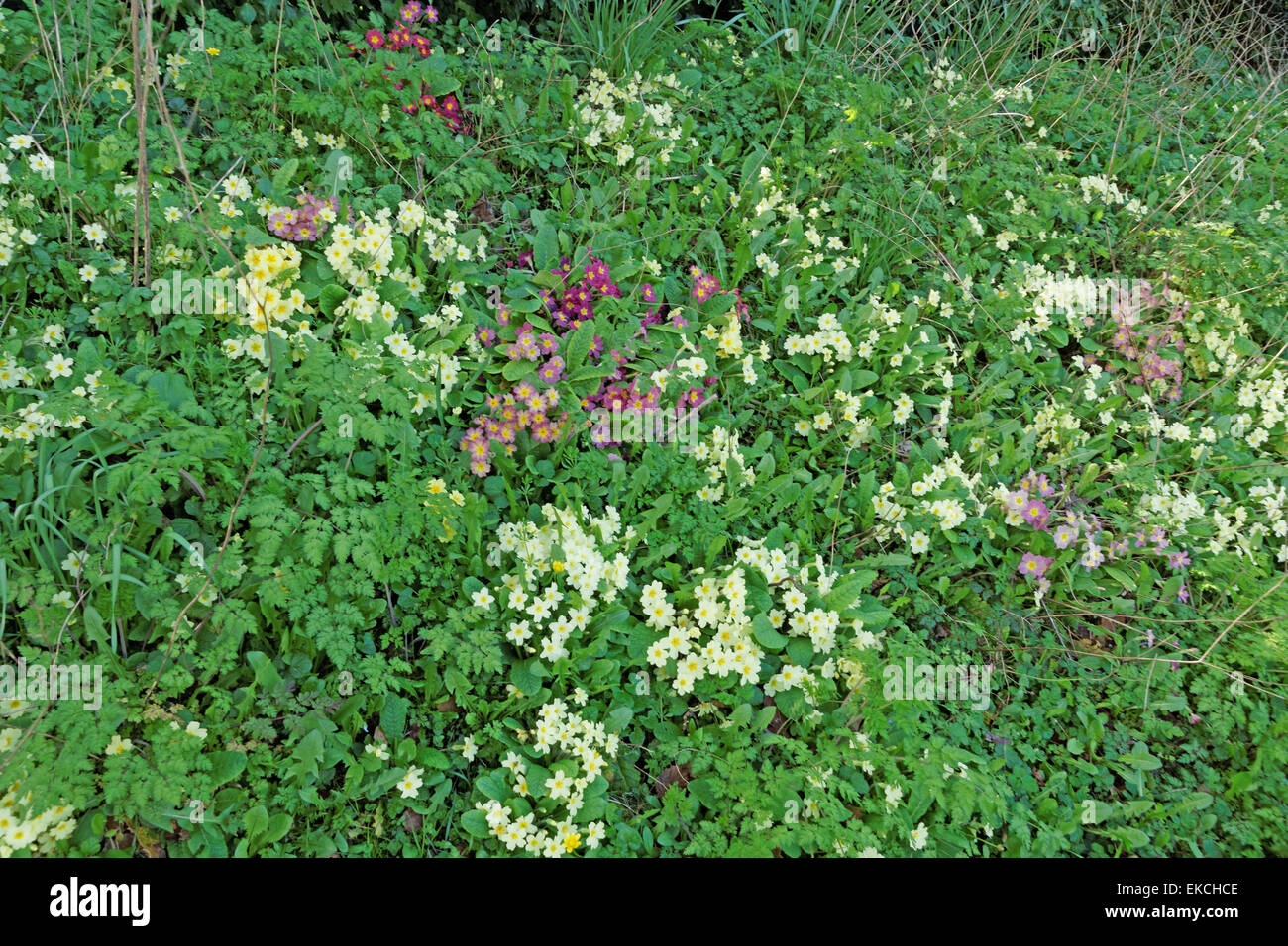 Wilde Primeln am Straßenrand an tidworth Wiltshire england Stockfoto