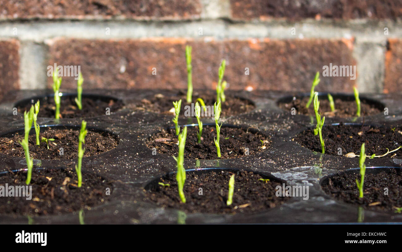 Sweet Pea Setzlinge sortiert ca. 3 cm hoch in Pflanzentrays soeben vor eine Mauer in einem Garten gesät. Stockfoto