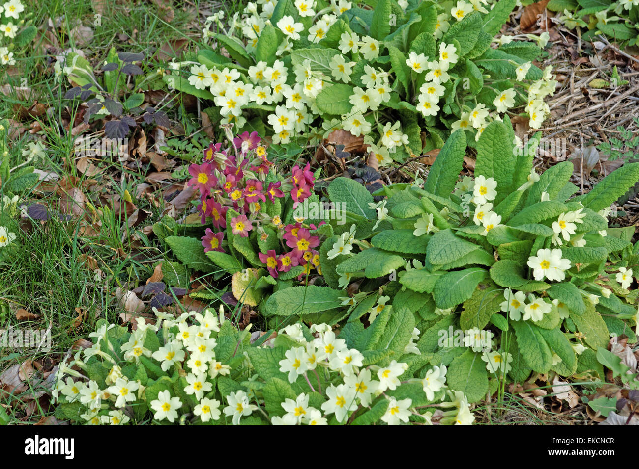 Wilde Primeln am Straßenrand an tidworth Wiltshire england Stockfoto