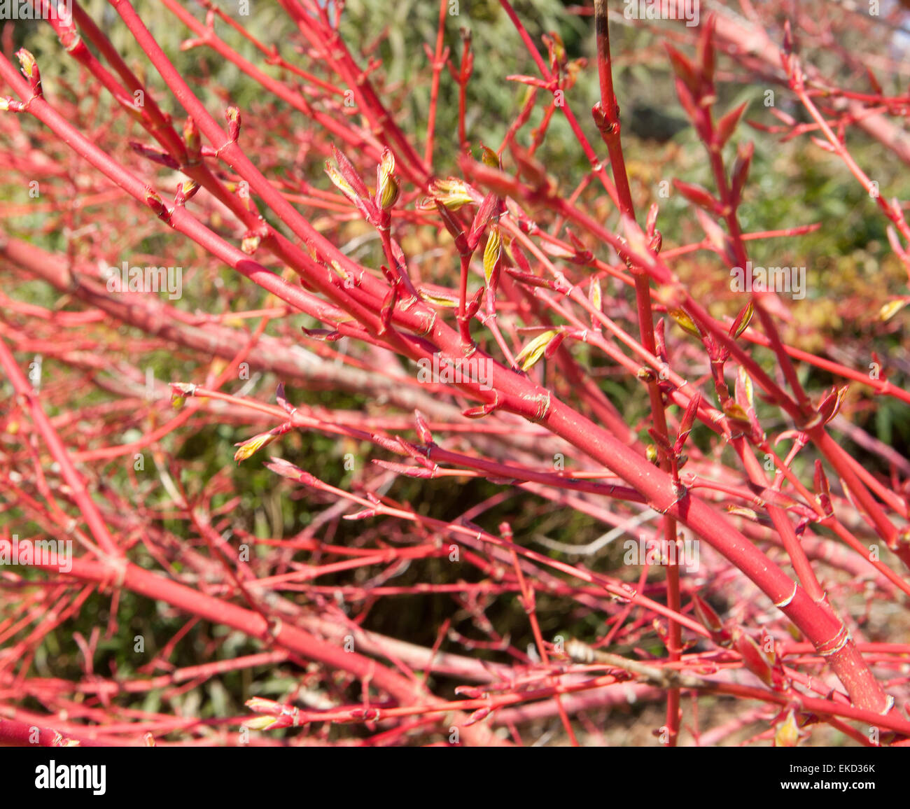 Japanischer Ahorn Acer Palmatum Sango Kaku Syn im Wintergarten im Pintum Park in Cornwall. Stockfoto