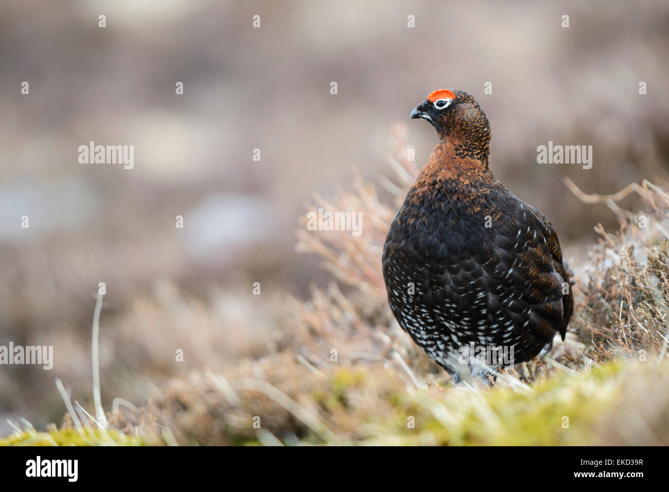 Eine männliche Moorschneehühner unter Heather auf Cairn Gorm, Schottland. Stockfoto