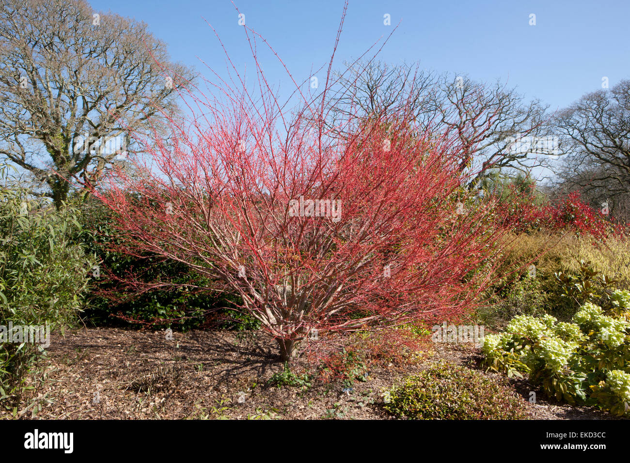 Japanischer Ahorn Acer Palmatum Sango Kaku Syn im Wintergarten im Pintum Park in Cornwall. Stockfoto