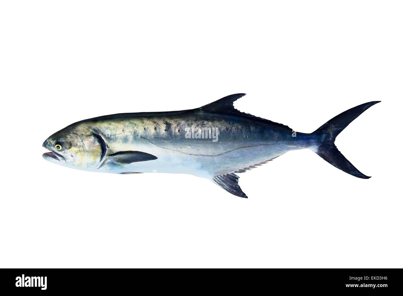 Garrick Lichia Amia Fisch isoliert auf weiss Stockfoto
