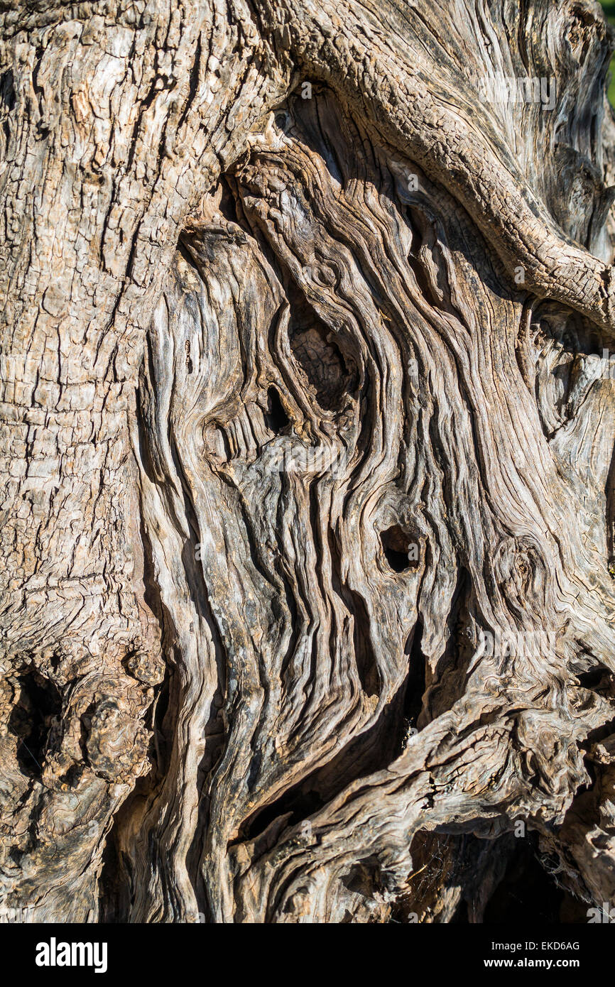 Knorrigen Baum Rinde Textur Stockfoto