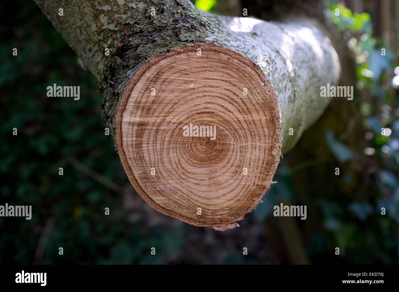 Nahaufnahme der Jahresringe am geschnittenen Ast. Stockfoto