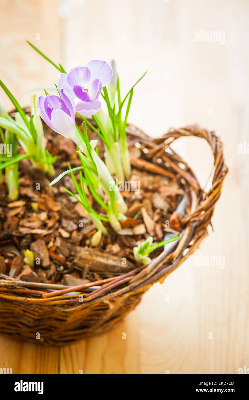 Triebe der Frühling Krokusse in einem Korb Stockfoto