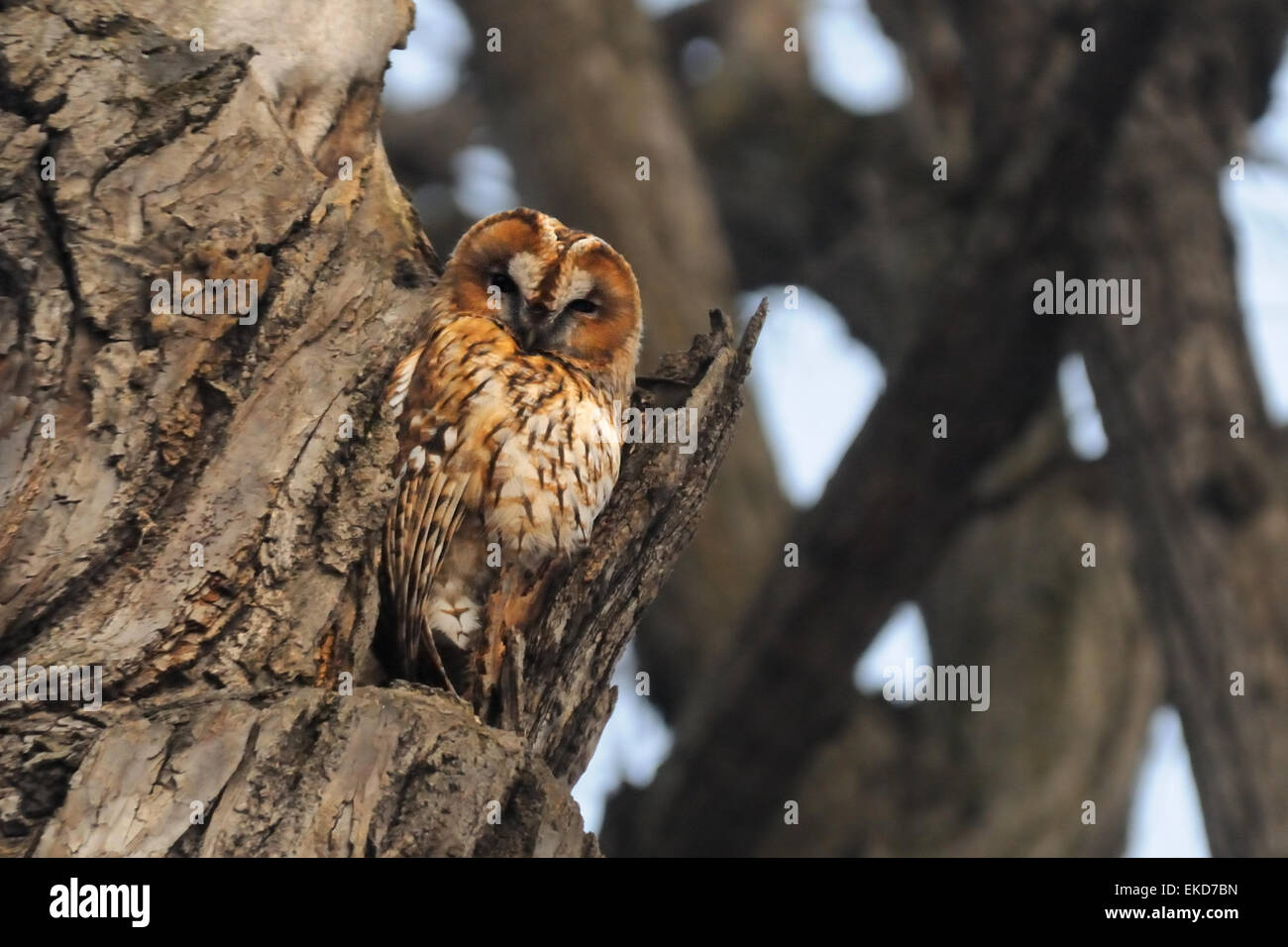 Roter Morph Waldkauz in Moskau park Stockfoto