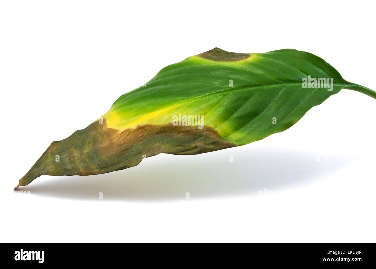 Sterben und Fäulnis Blatt Stockfoto