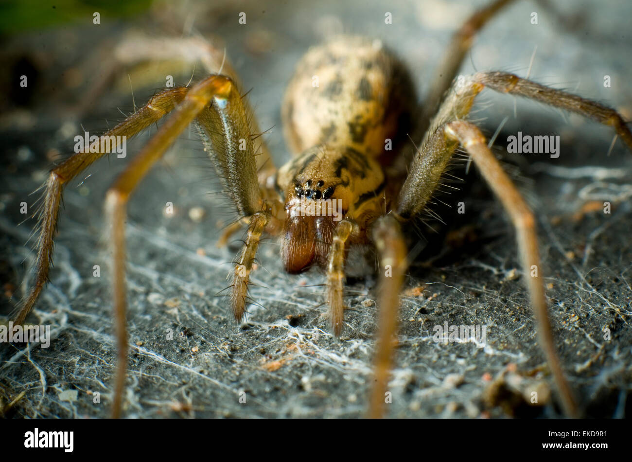 Extreme Nahaufnahme einer Haus-Spinne (Tegenaria Domestica). Stockfoto