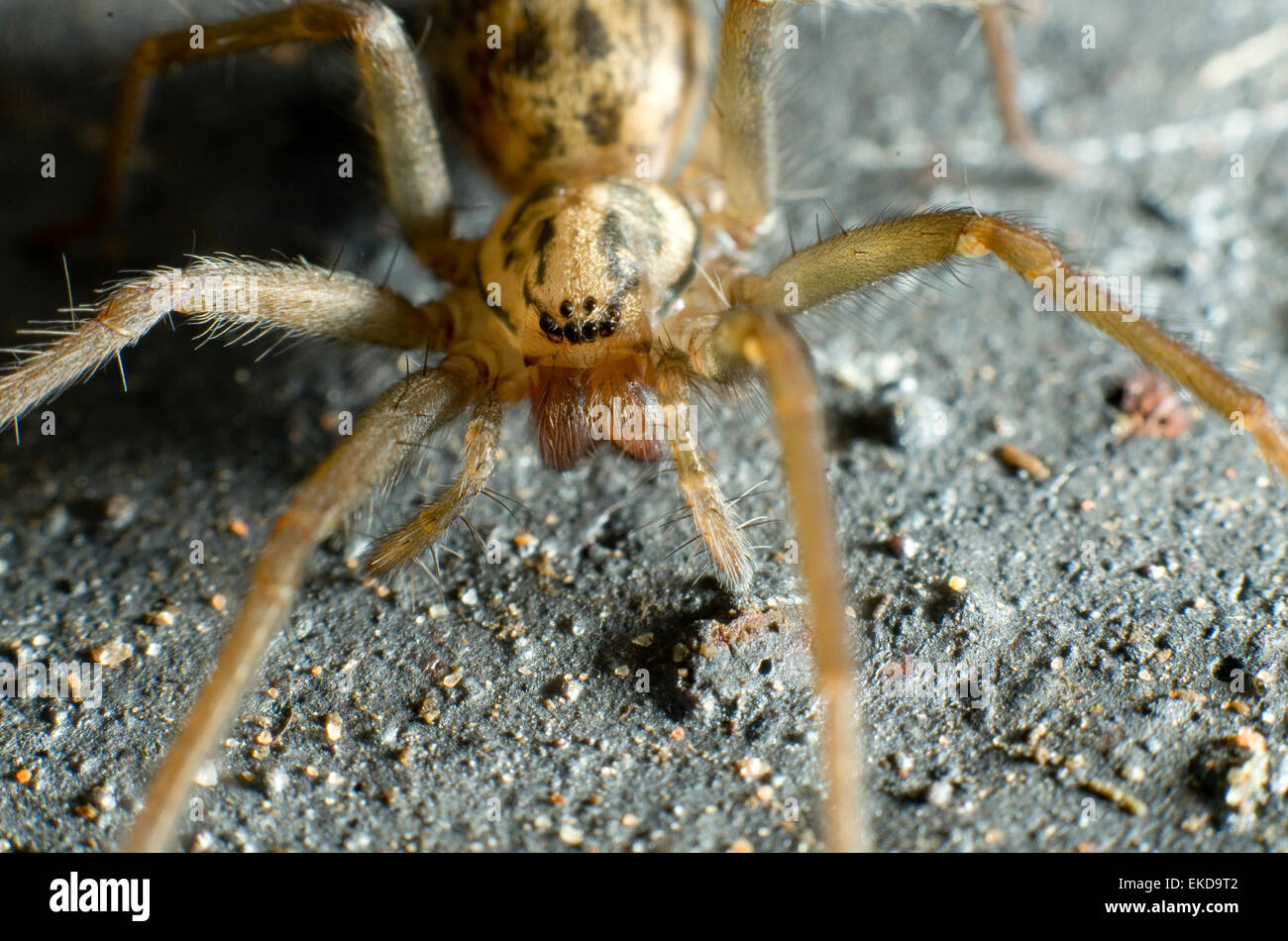 Vorderansicht Nahaufnahme einer Haus-Spinne (Tegenaria Domestica). Stockfoto