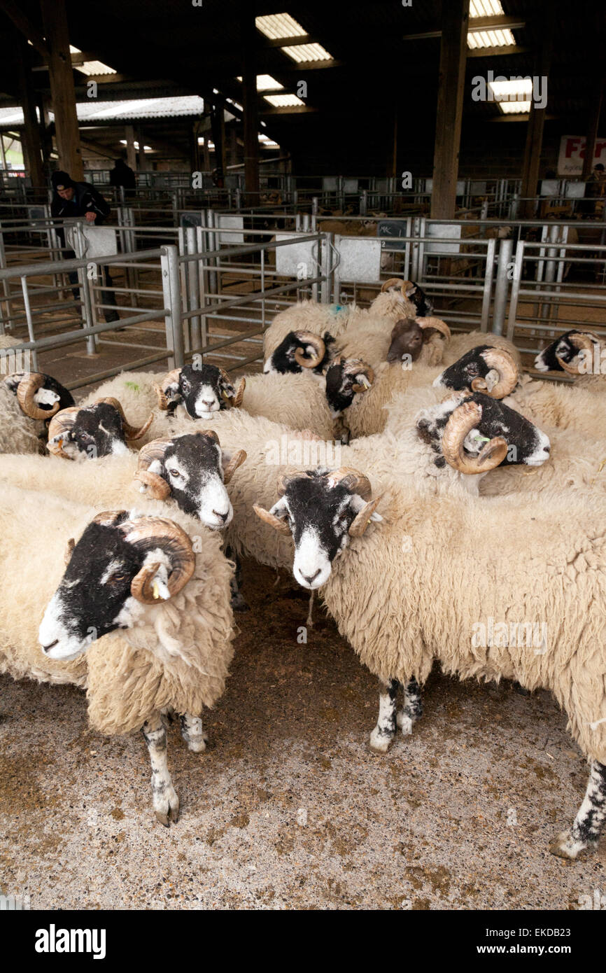 Swaledale Schafen in einem Schafstall für eine Auktion, Hawes Schafmarkt, North Yorkshire Dales, Großbritannien Stockfoto