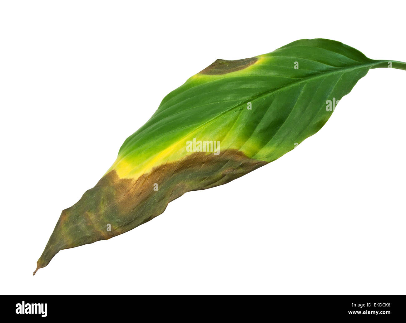 Sterben und Fäulnis Blatt Stockfoto