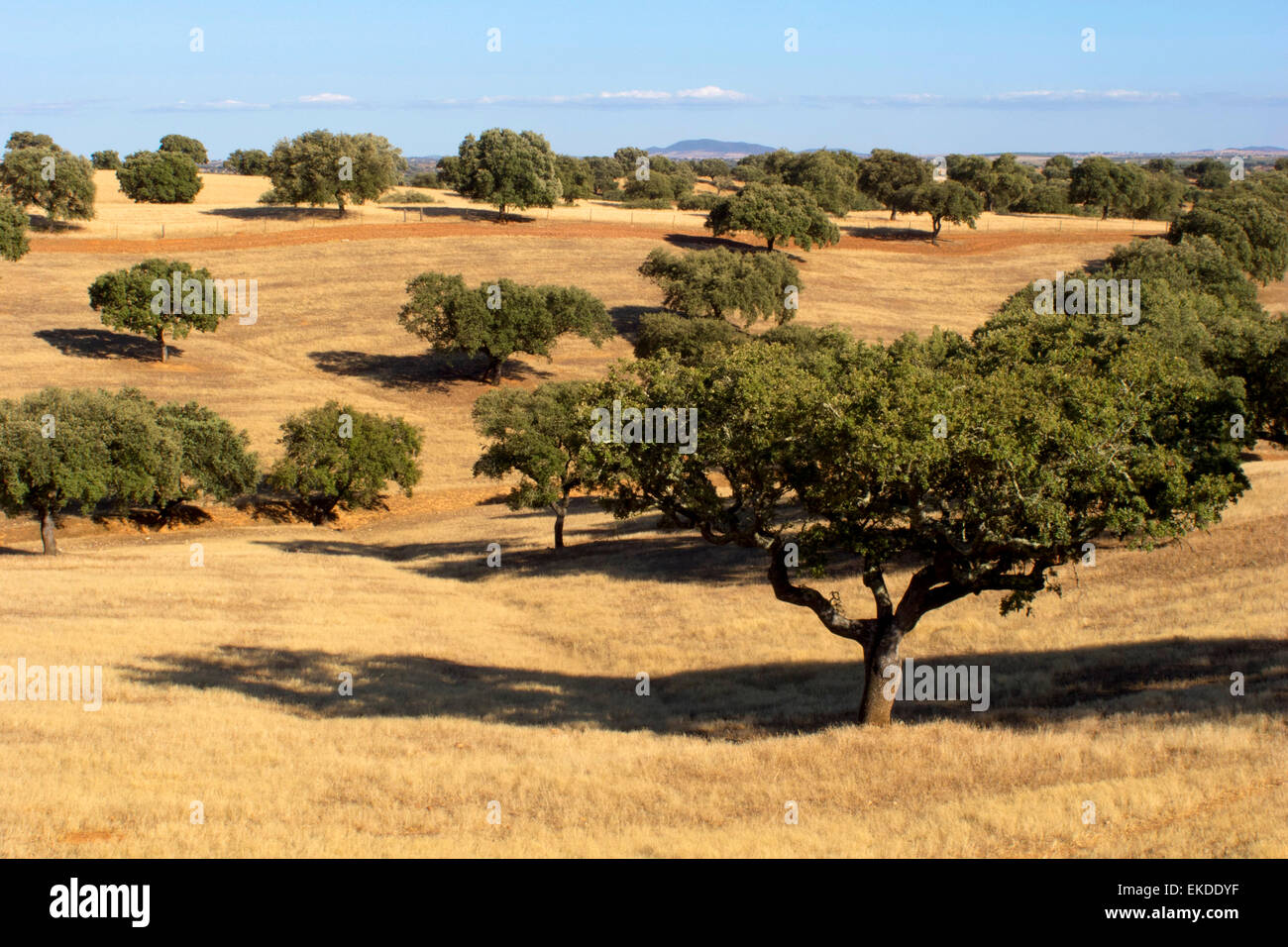 Korkeichen in der Alentejo-Region. Portugal. Stockfoto