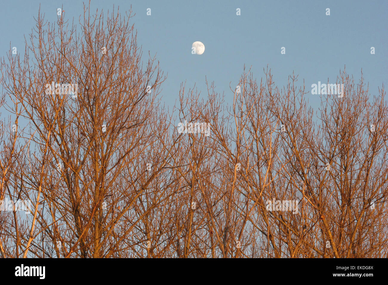 Mond über den Bäumen. Emilia Romagna, Italien. Stockfoto