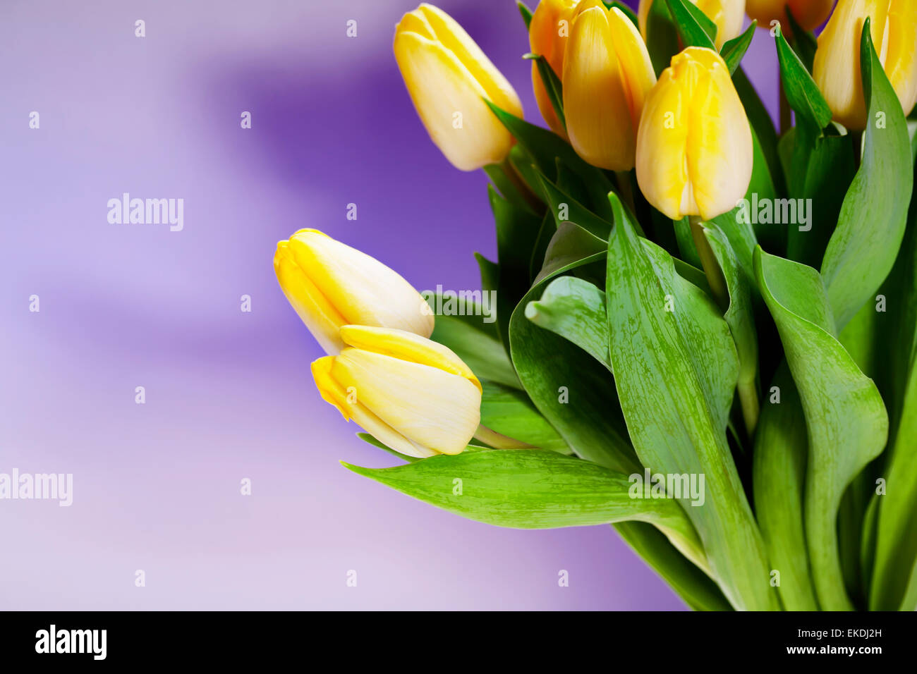 Tulpen Stockfoto
