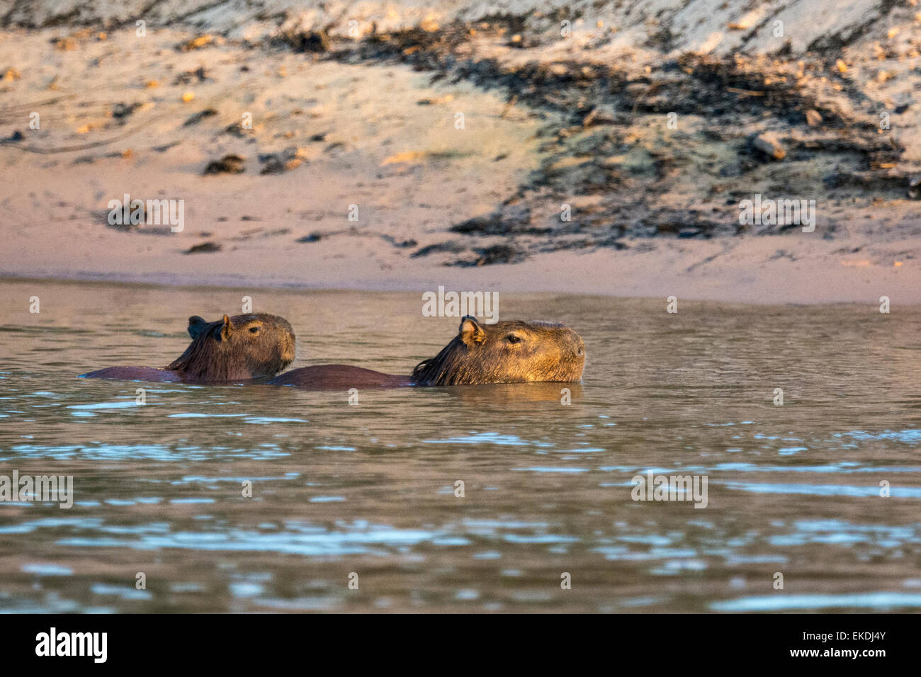 Wild, Erwachsene weibliche Capybara, Hydrochaeris Hydrochaeris, Schwimmen mit ihren Welpen auf dem Rücken in einem Fluss im Pantanal, Brasilien Stockfoto