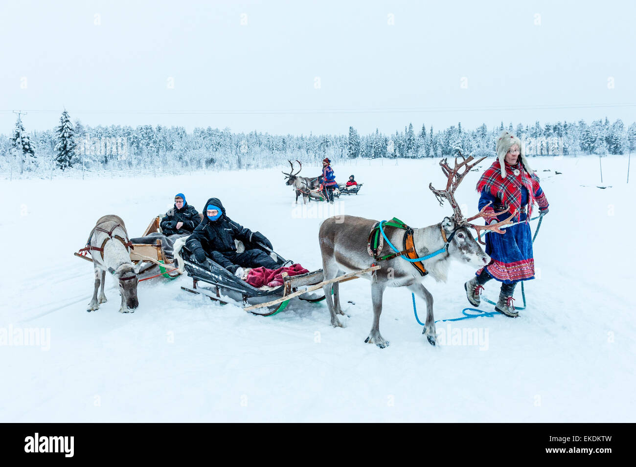 Rentier Schlittenfahrt. Levi. Finnland. Lappland. Scandinavia Stockfoto