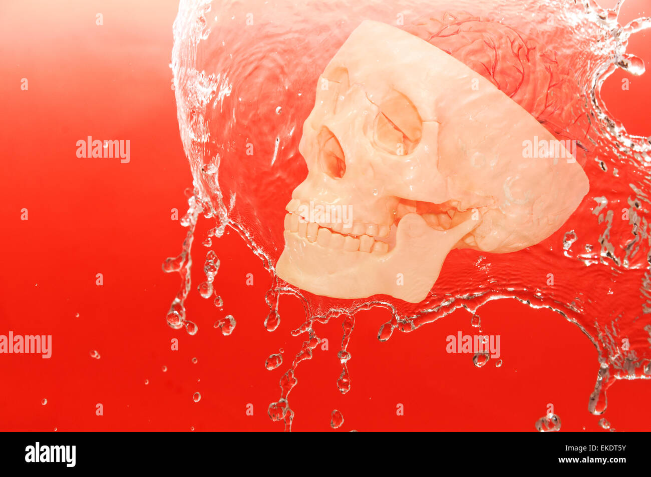 weißer Schädel im Wasser Stockfoto