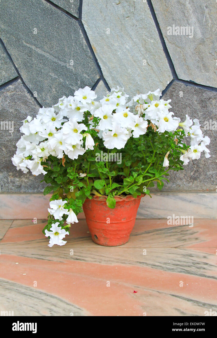 weie Blume im Topf fr dekorierten Garten Stockfotografie - Alamy
