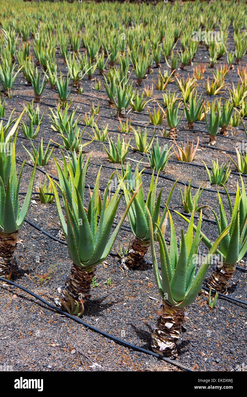 gel aloe vera benefici Pure Aloe Vera Gel + Tea Tree Oil, 3 main image 0