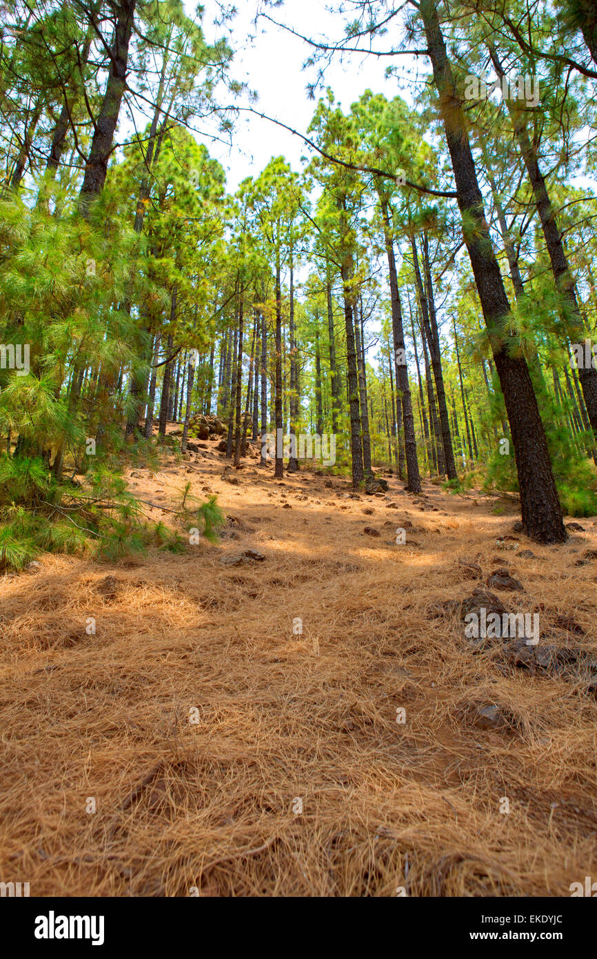Corona Forestal im Teide Nationalpark auf Teneriffa Stockfoto