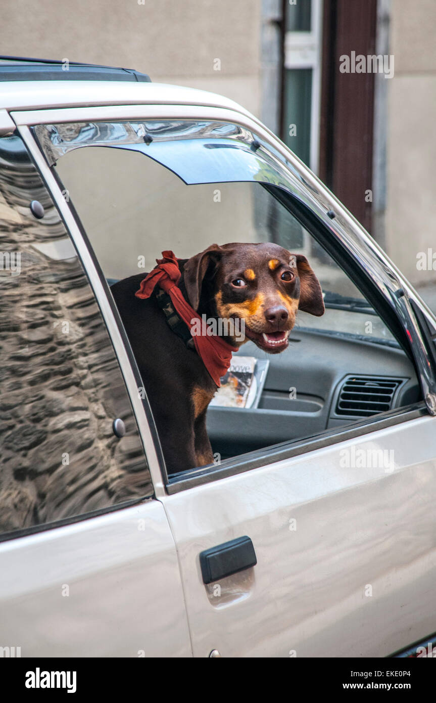 Hund, der Blick aus dem Autofenster. Stockfoto