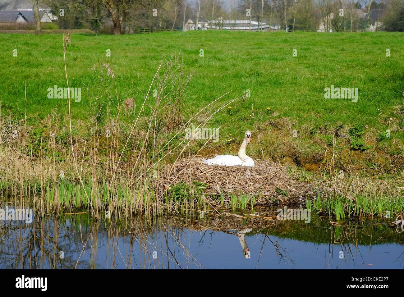 Schwan am Nest weiter um im Frühjahr Kanal Stockfoto