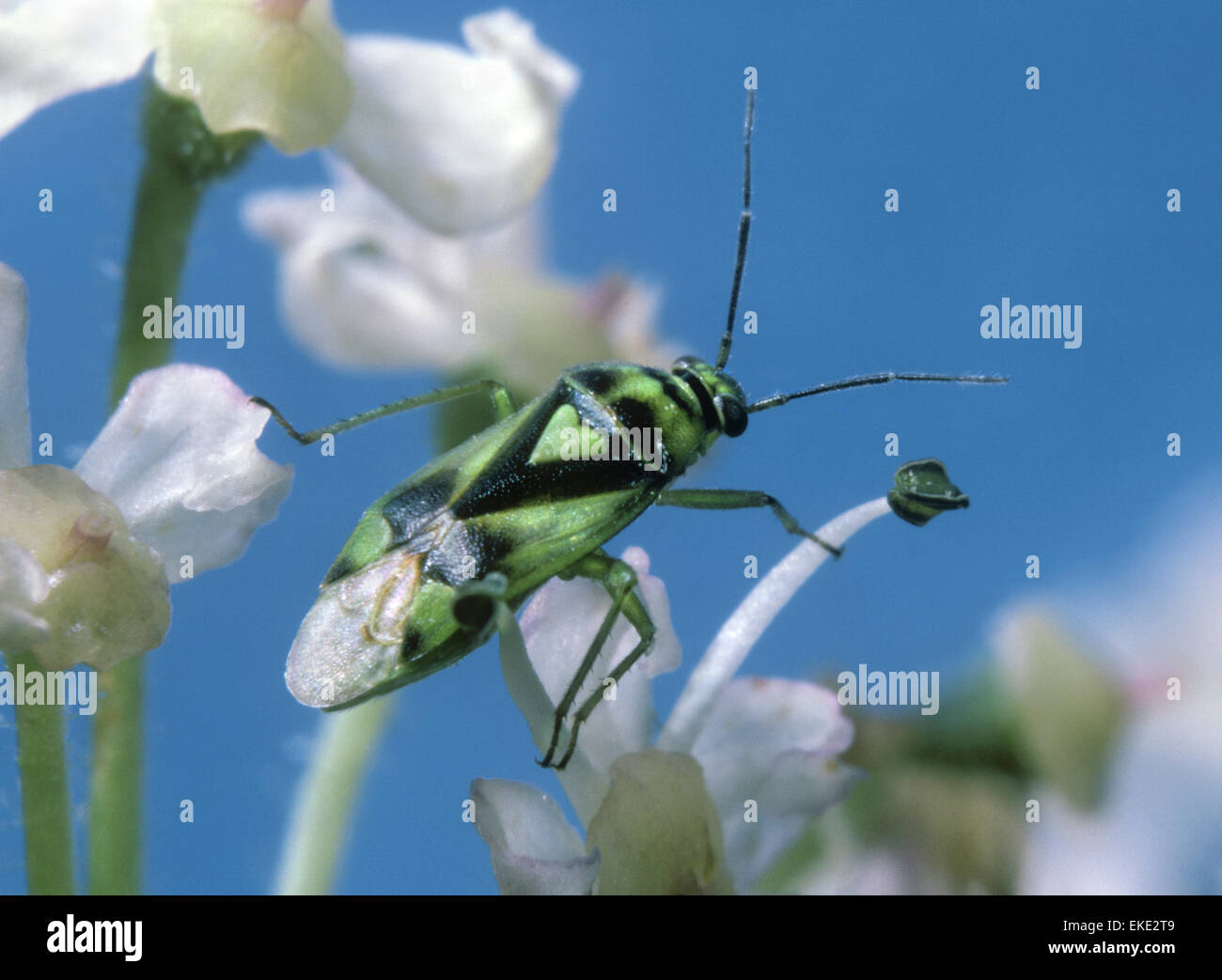 Orthops campestris Stockfoto