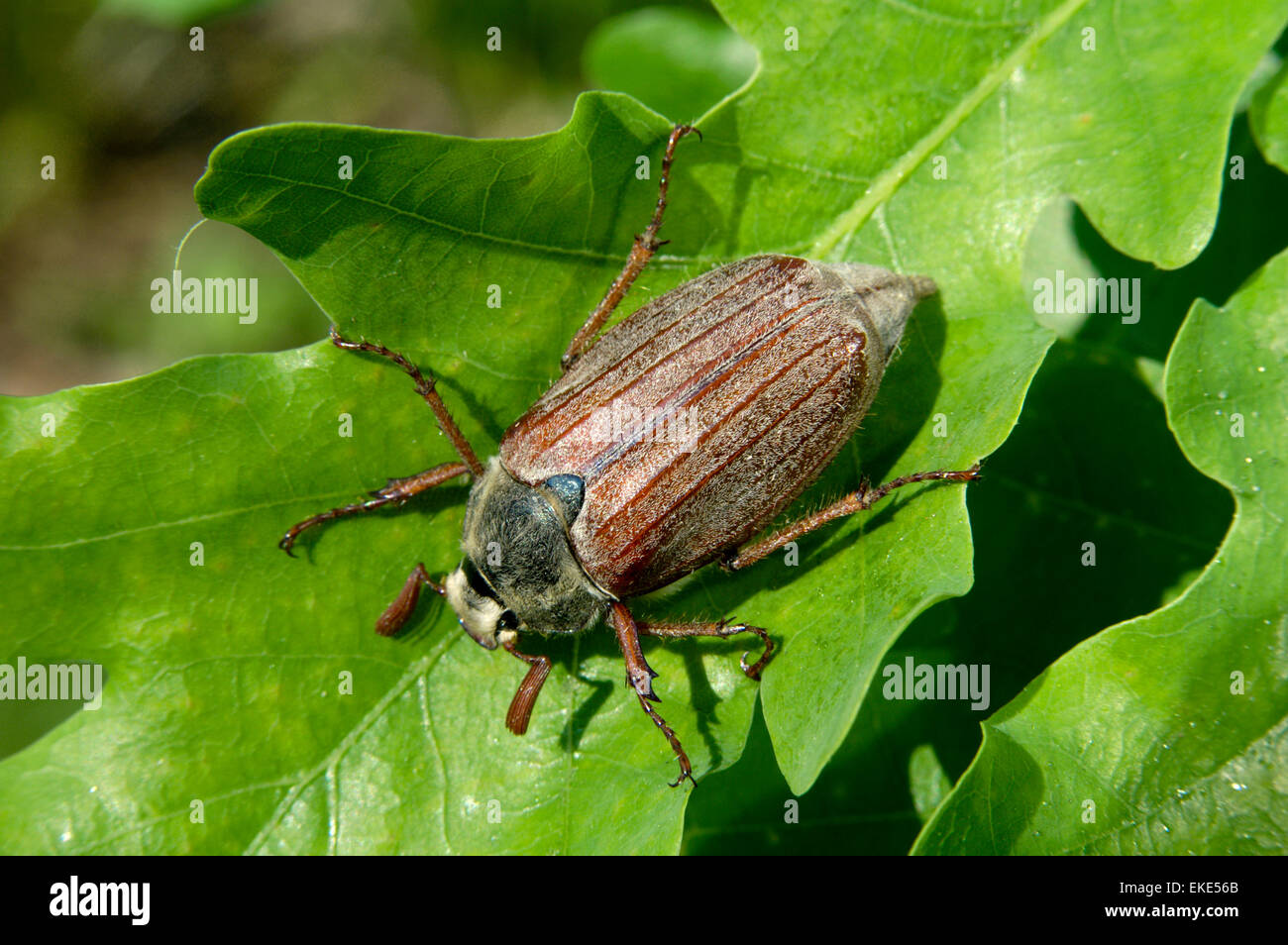 Maikäfer - Melolontha melolontha Stockfoto