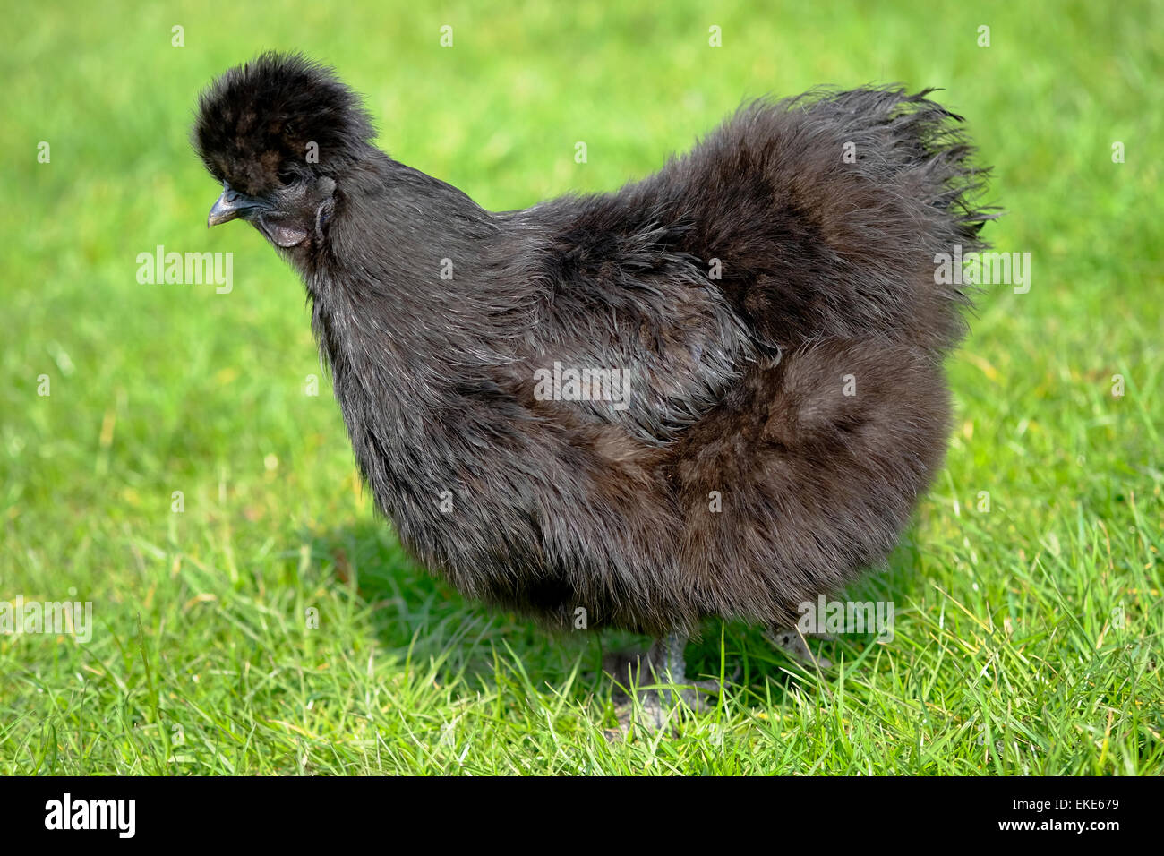 Schwarze Huhn Auf Rasen Stockfoto Bild 80832173 Alamy - 