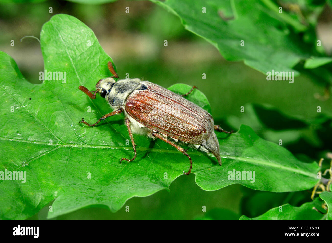 Maikäfer - Melolontha melolontha Stockfoto