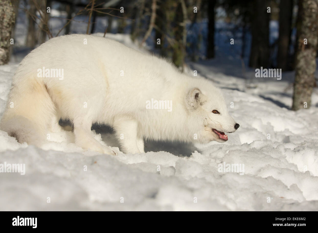 Polarfuchs (Vulpes Lagopus), die auf der Suche nach Nahrung in den Schnee im Winter Stockfoto