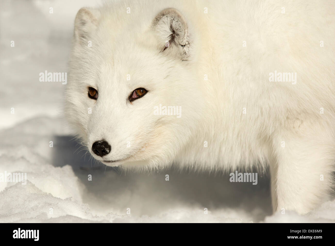 Polarfuchs (Vulpes Lagopus) auf der Suche nach Nahrung in den Schnee im Winter dreht sich für sein Porträt Stockfoto