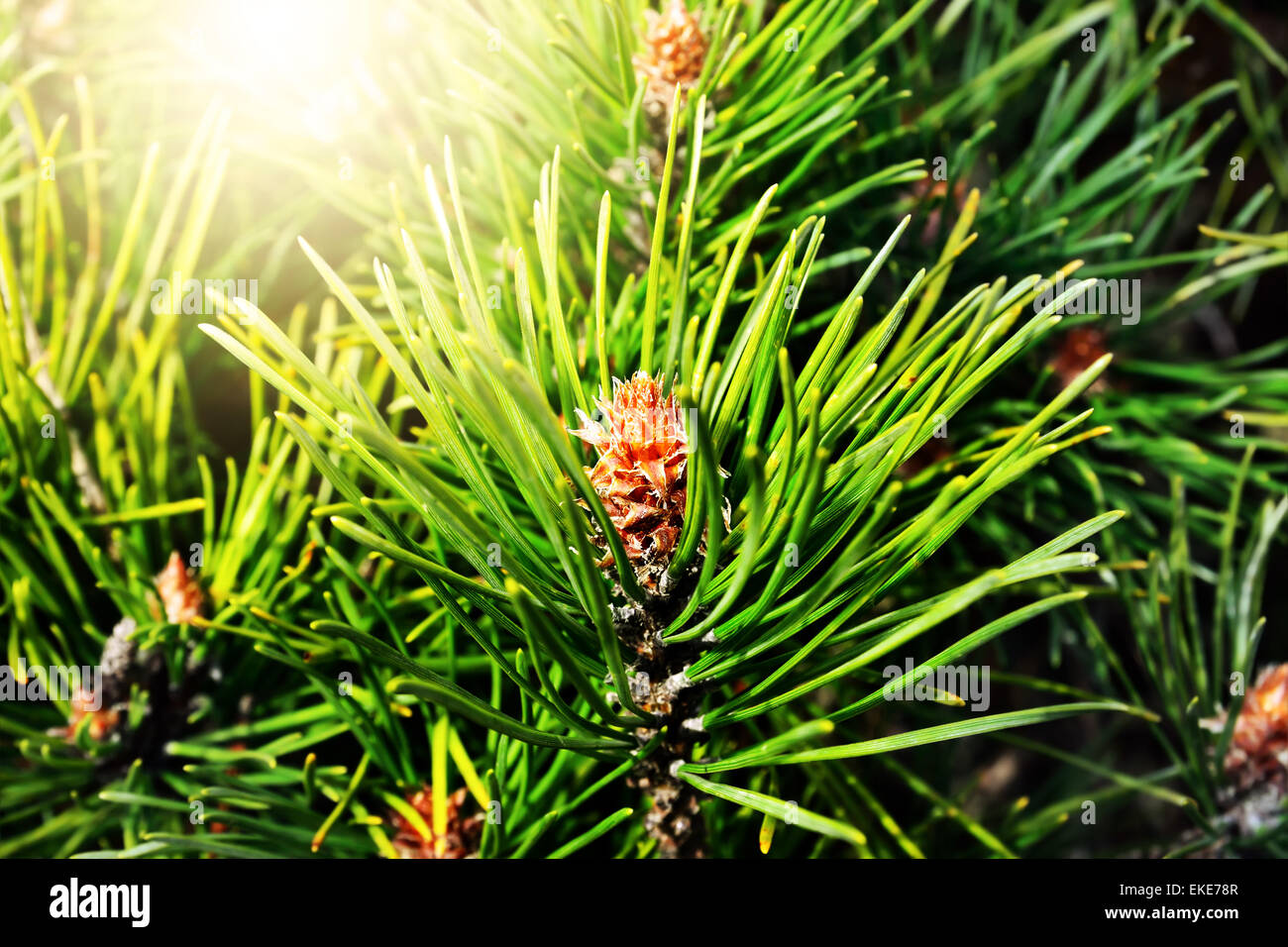 Pinus Mugo. Nadeln und Knospen hautnah Stockfoto