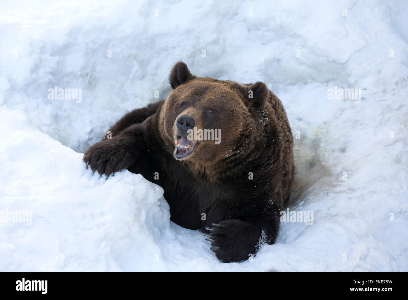 Grizzly Bär (Ursus Arctos Horribilis) entstehen aus seinem Loch in den Schnee nach dem Winterschlaf Stockfoto