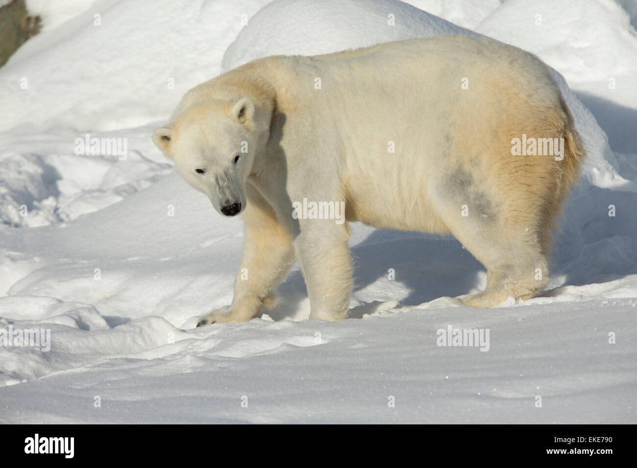 Eisbär (Ursus Maritimus) weiblich in den frischen Schnee wandern Stockfoto