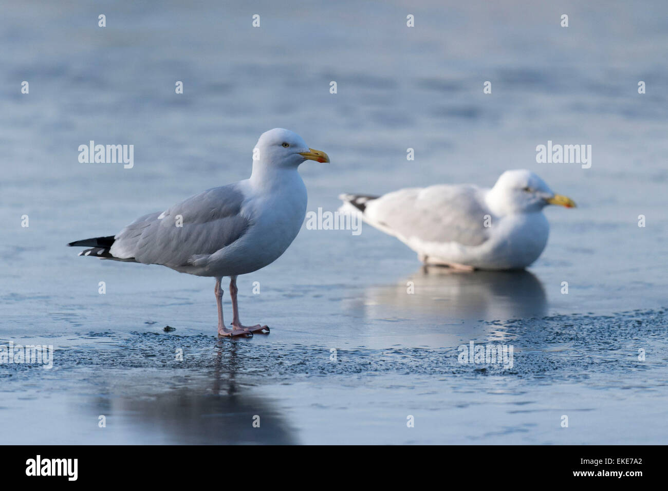 Möwen auf dem Eis im Roath Park, Cardiff, Südwales, nach einer Nacht mit Temperaturen unter dem Gefrierpunkt. Stockfoto