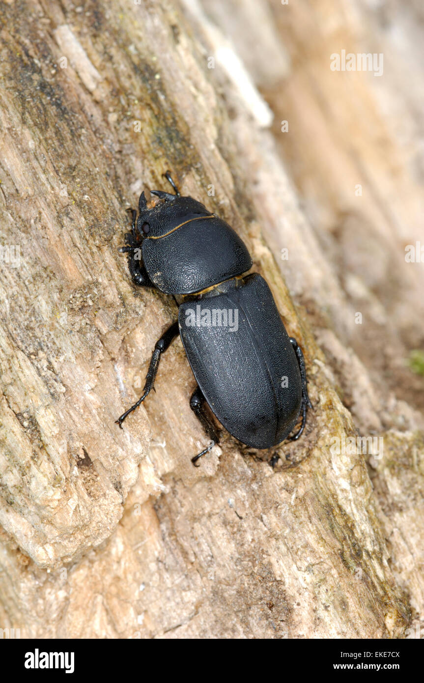 Geringerem Hirschkäfer - Dorcus parallelipipedus Stockfoto