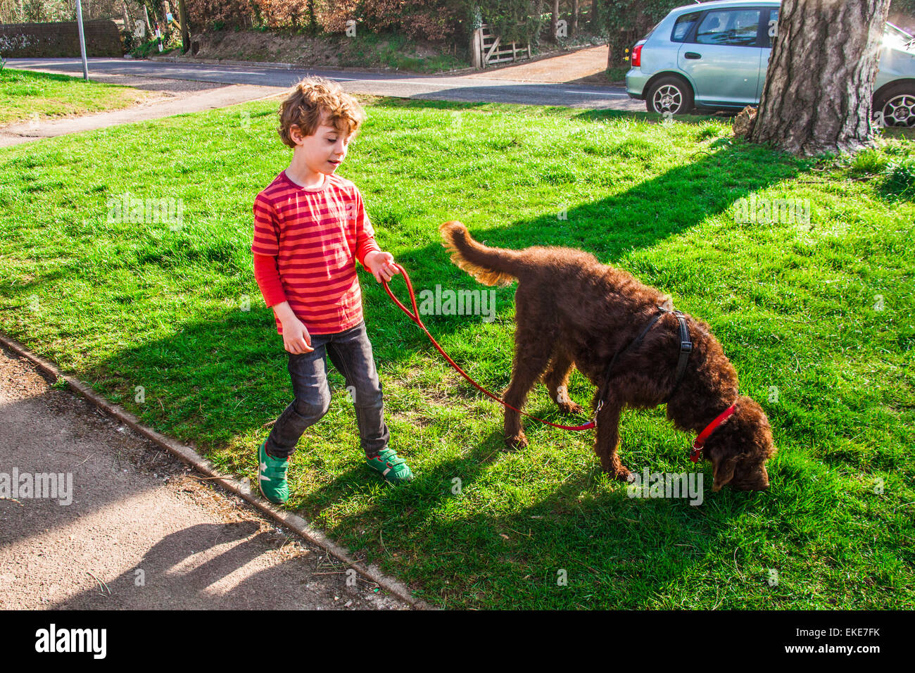 Fünf Jahre alter Junge seinen braunen Labradoodle Hund. Stockfoto