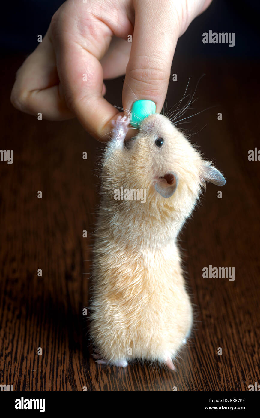 kleine nette Hamster blass gelb auf eine Holzoberfläche Stockfoto