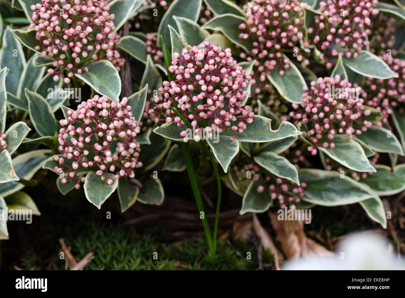 Buntes Laub und rote Winter Knospen von immergrünen Skimmia Japonica 'Magic Marlot' Stockfoto