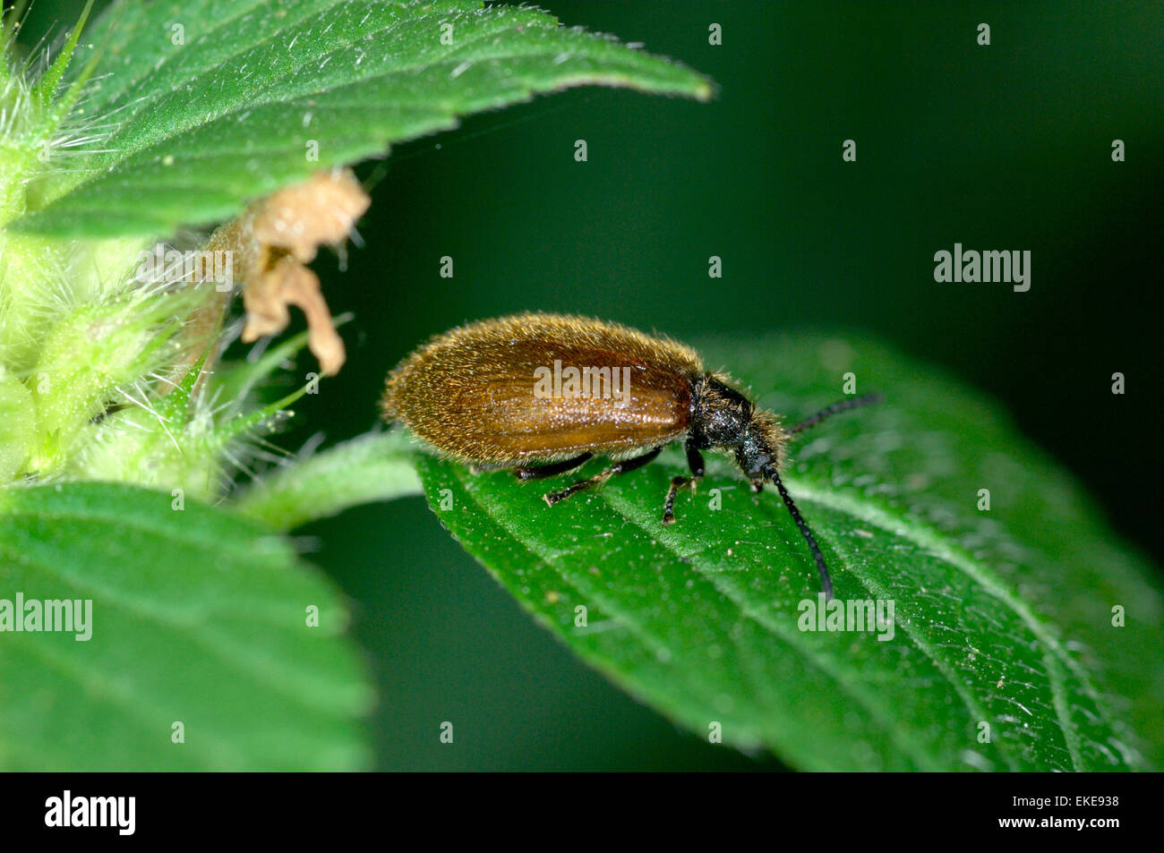 Lagria hirta Stockfoto