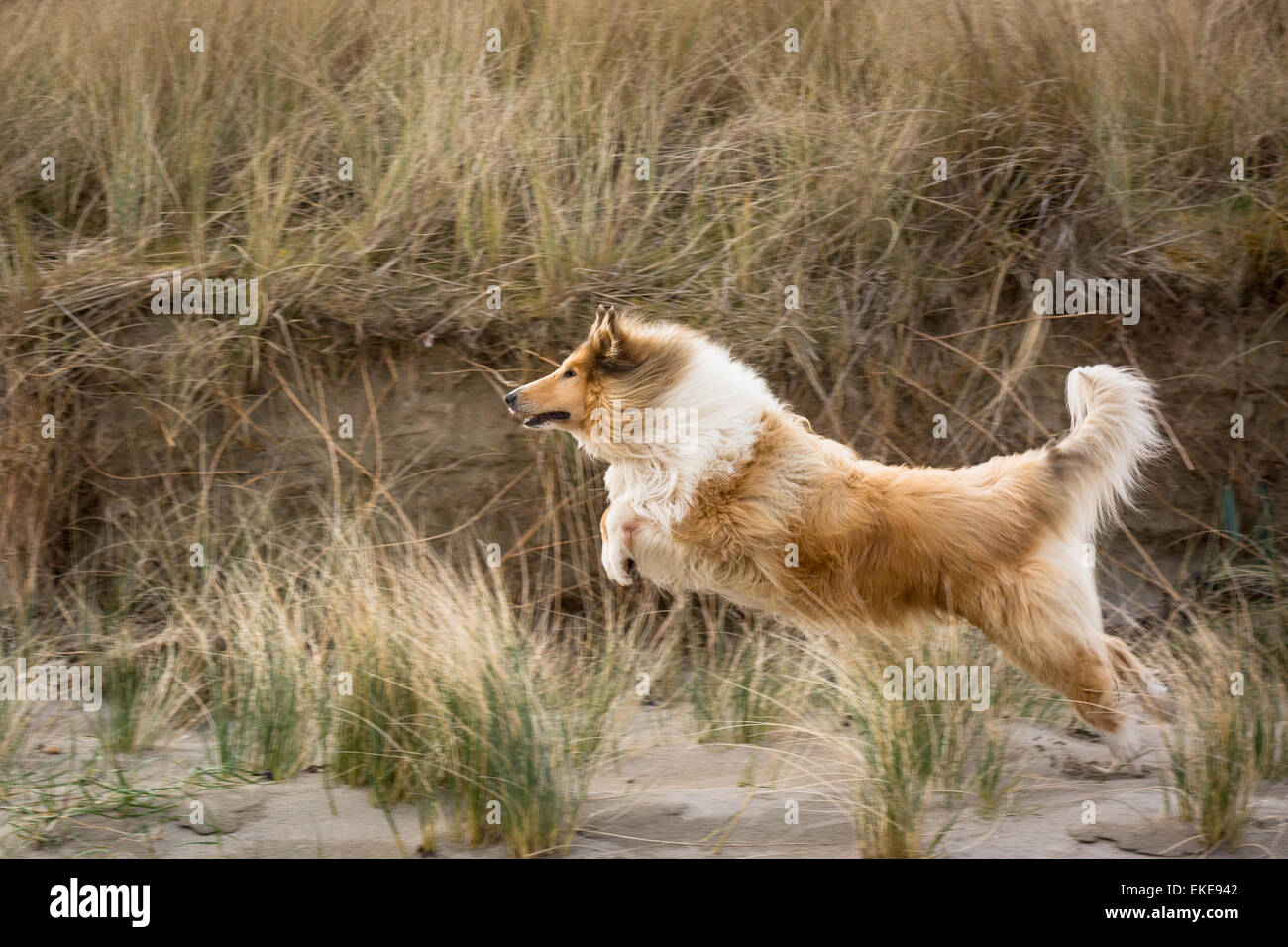 Tan und weiß Rough Collie Sprung durch lange Rasen am Strand Stockfoto