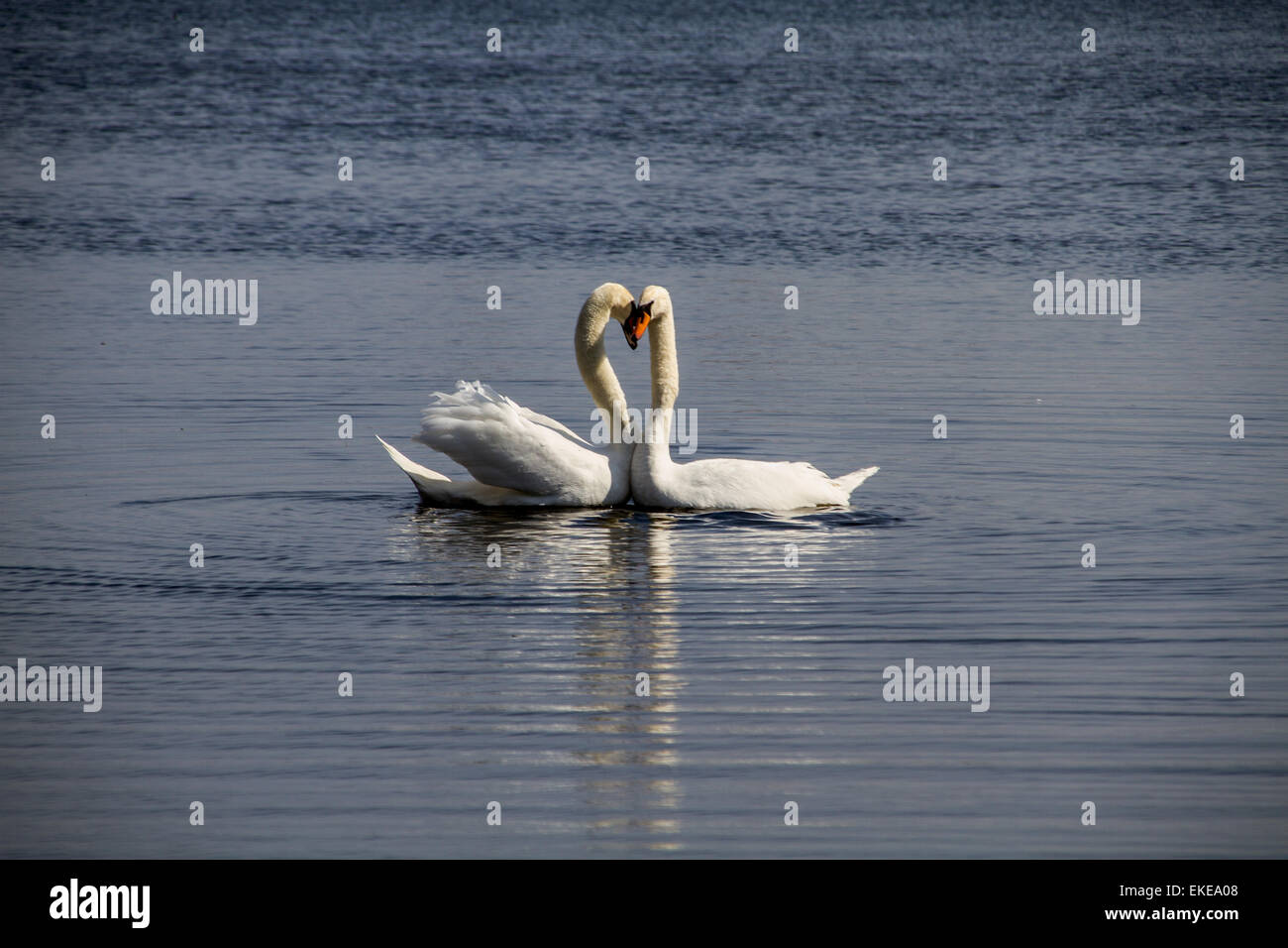 Paarung Höckerschwäne am Teich Clatto Park in Dundee, Großbritannien Stockfoto