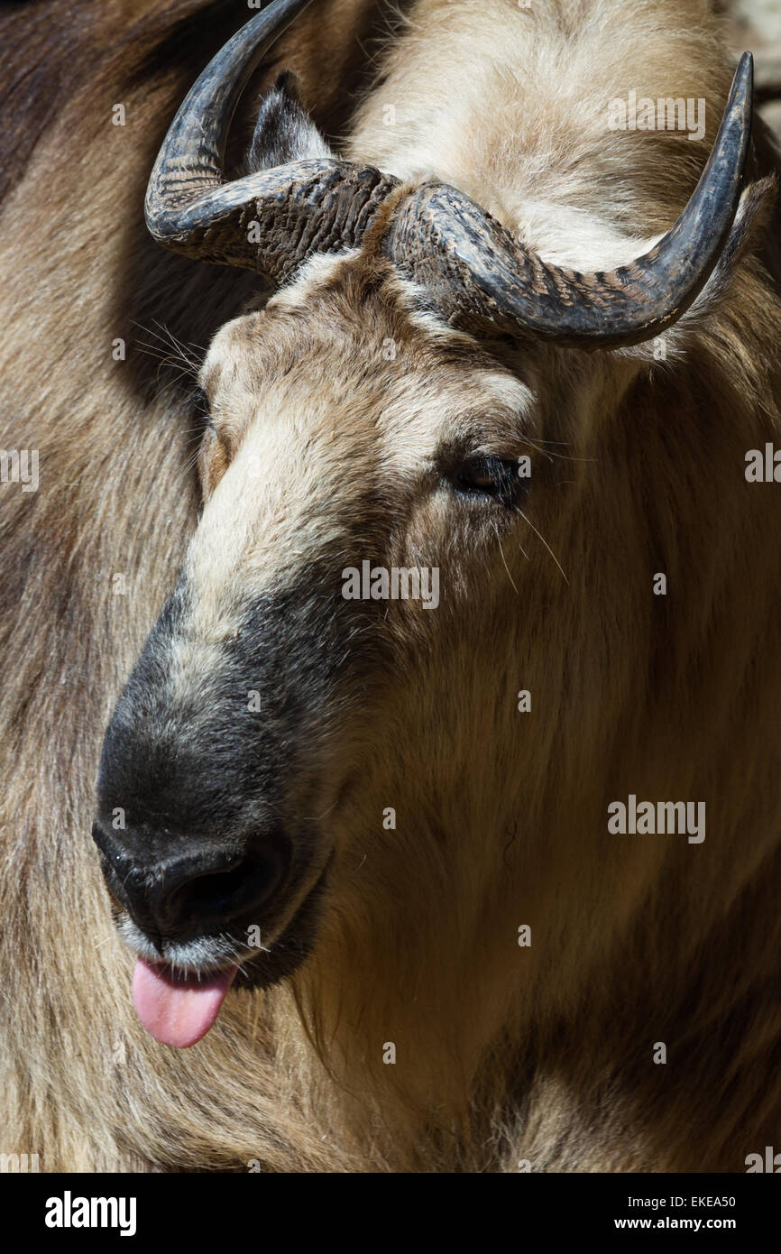 Nahaufnahme einer Takin eine tibetische Säugetier gefunden oft im Himalaya. Dieses Bild wurde in einem Zoo aufgenommen. Stockfoto