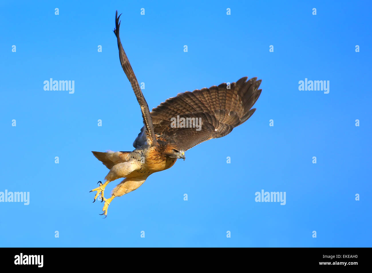Rot - angebundener Falke (Buteo Jamaicensis) im Flug Stockfoto