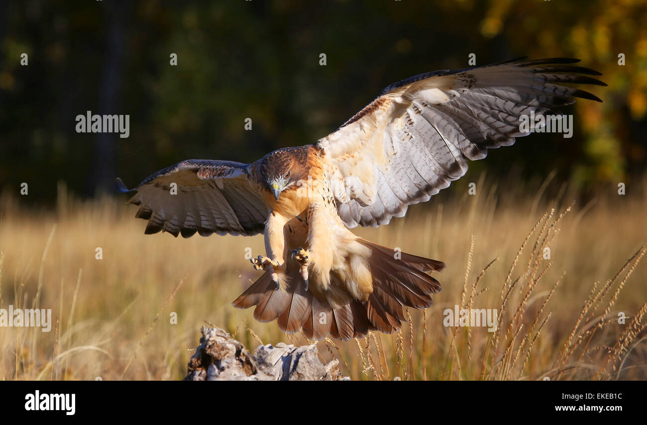 Rot - angebundener Falke (Buteo Jamaicensis) im Flug Stockfoto